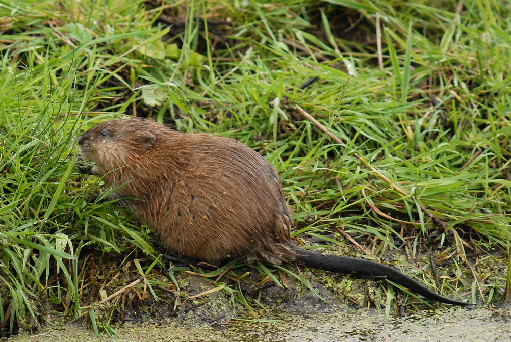 muskusrat.jpg
