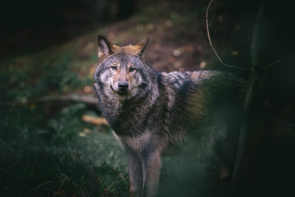 een Nederlandse wolf foto Jolanda Aalbers shutterstock