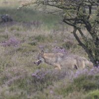 wolf op ZW Veluwe, foto Arjen Heeres